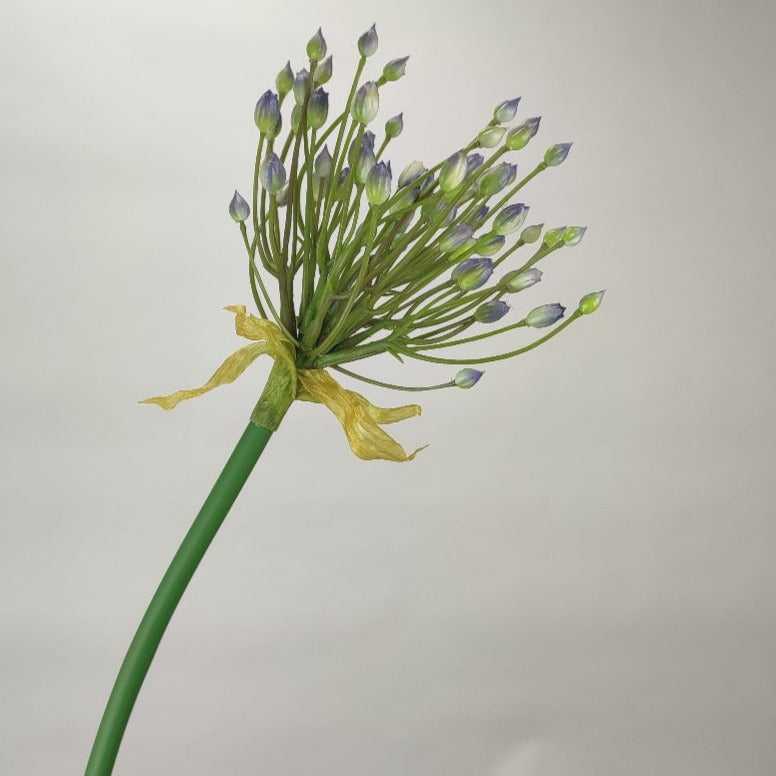 Allium Blue 70 cm Single Stems 