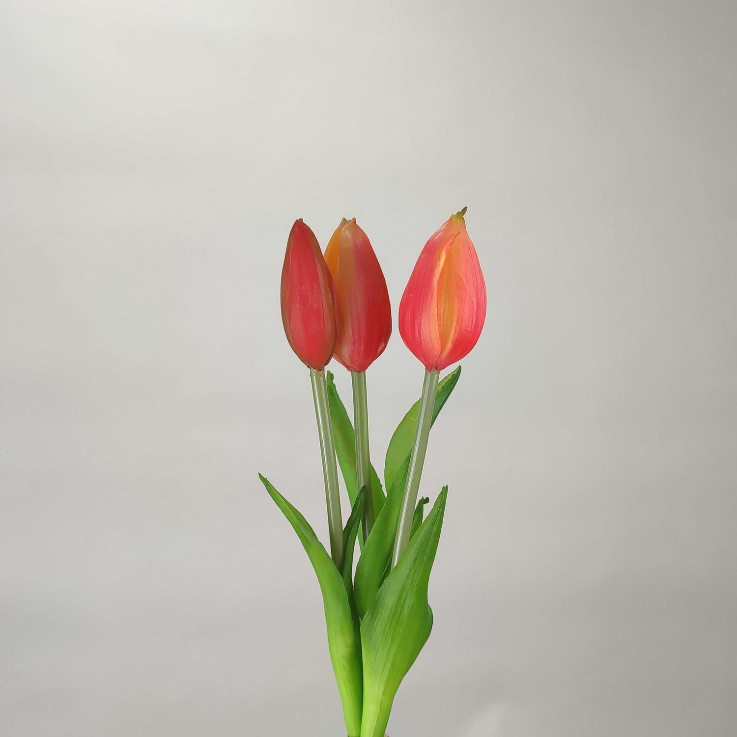 Bouquet Tulip Orange 25 cm Single Stems 