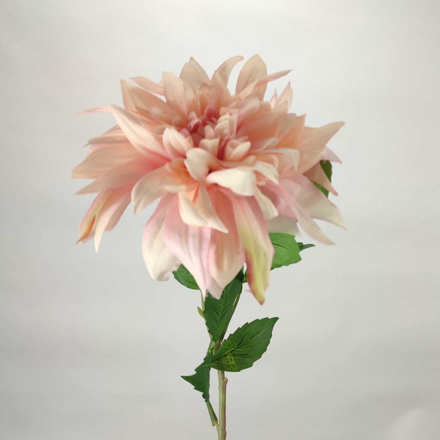 Dahlia Pink 75 cm Single Stems 