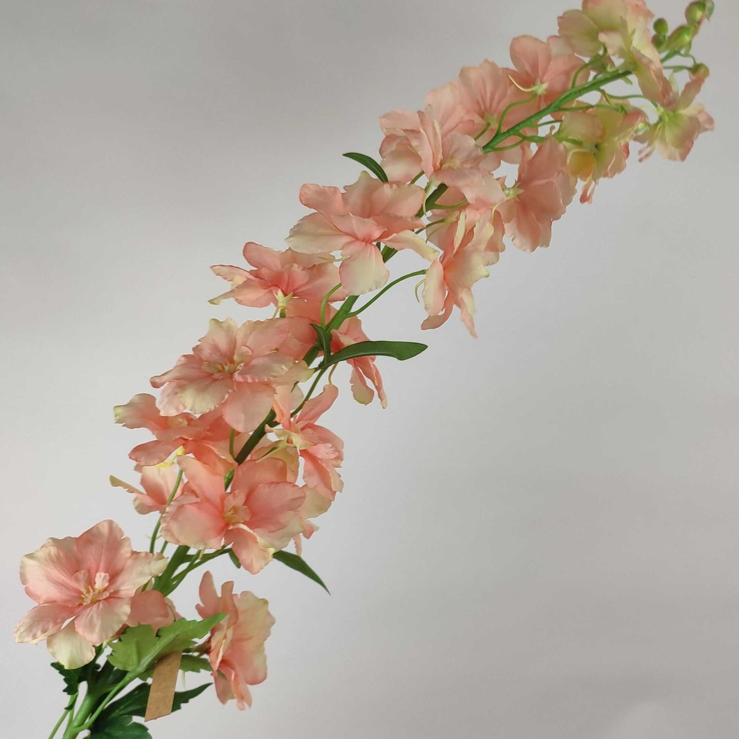 Delphinium Peach 130 cm Single Stems 