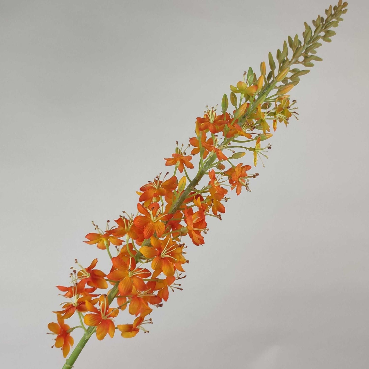 Eremurus Orange 106 cm Single Stems 