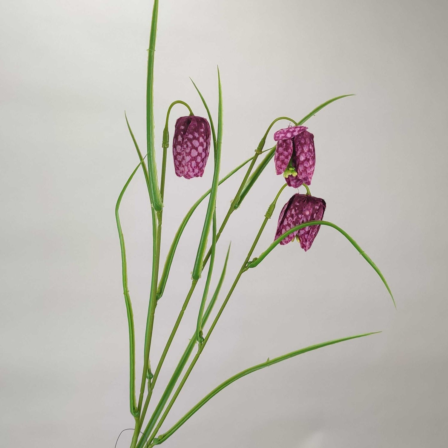 Fritillaria Purple 69 cm Single Stems 