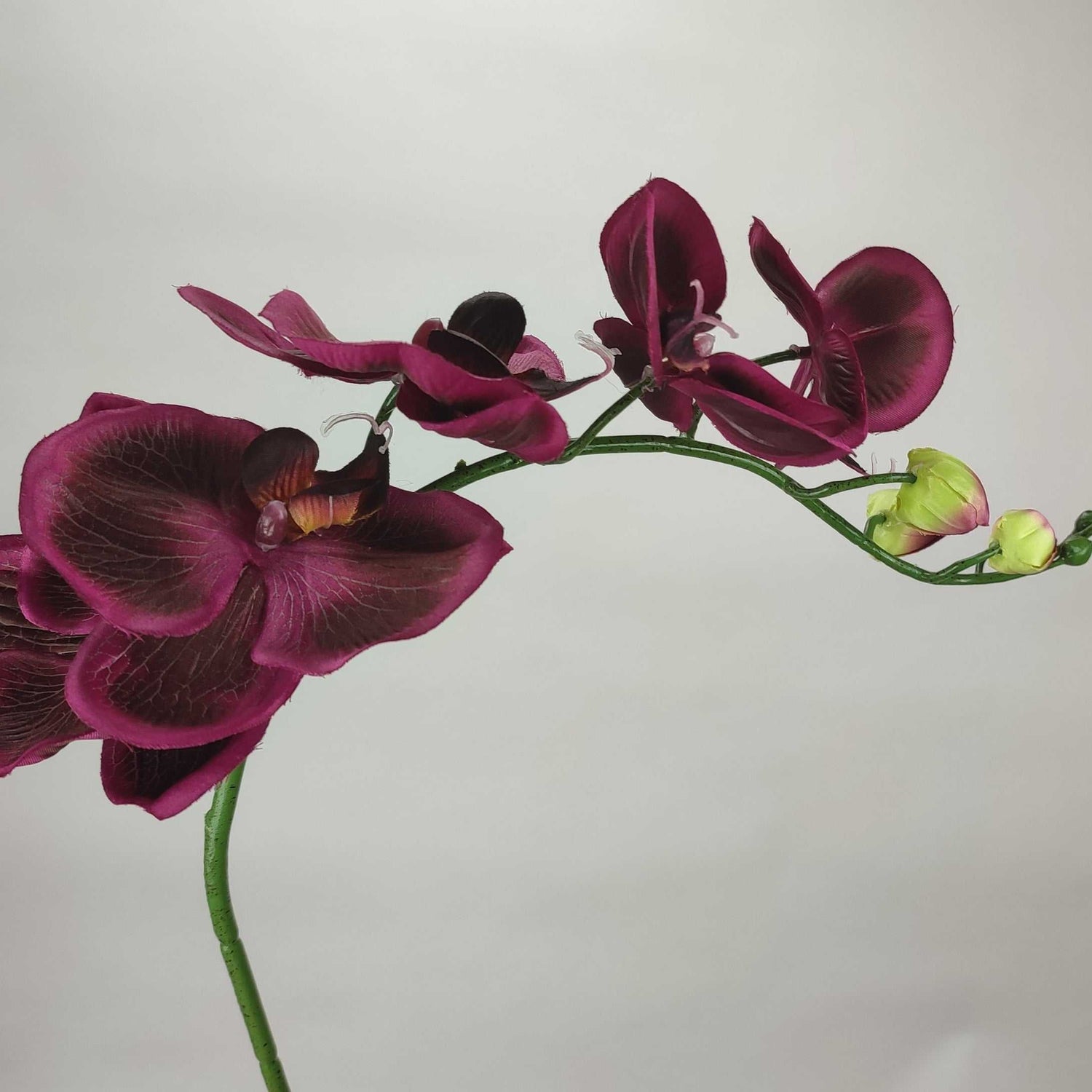 Orchid Purple 70 cm Single Stems 