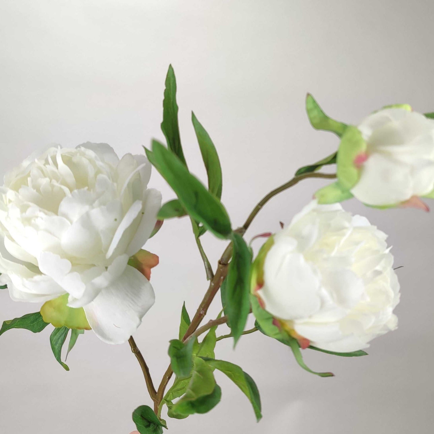 Peony White 73 cm Single Stems 