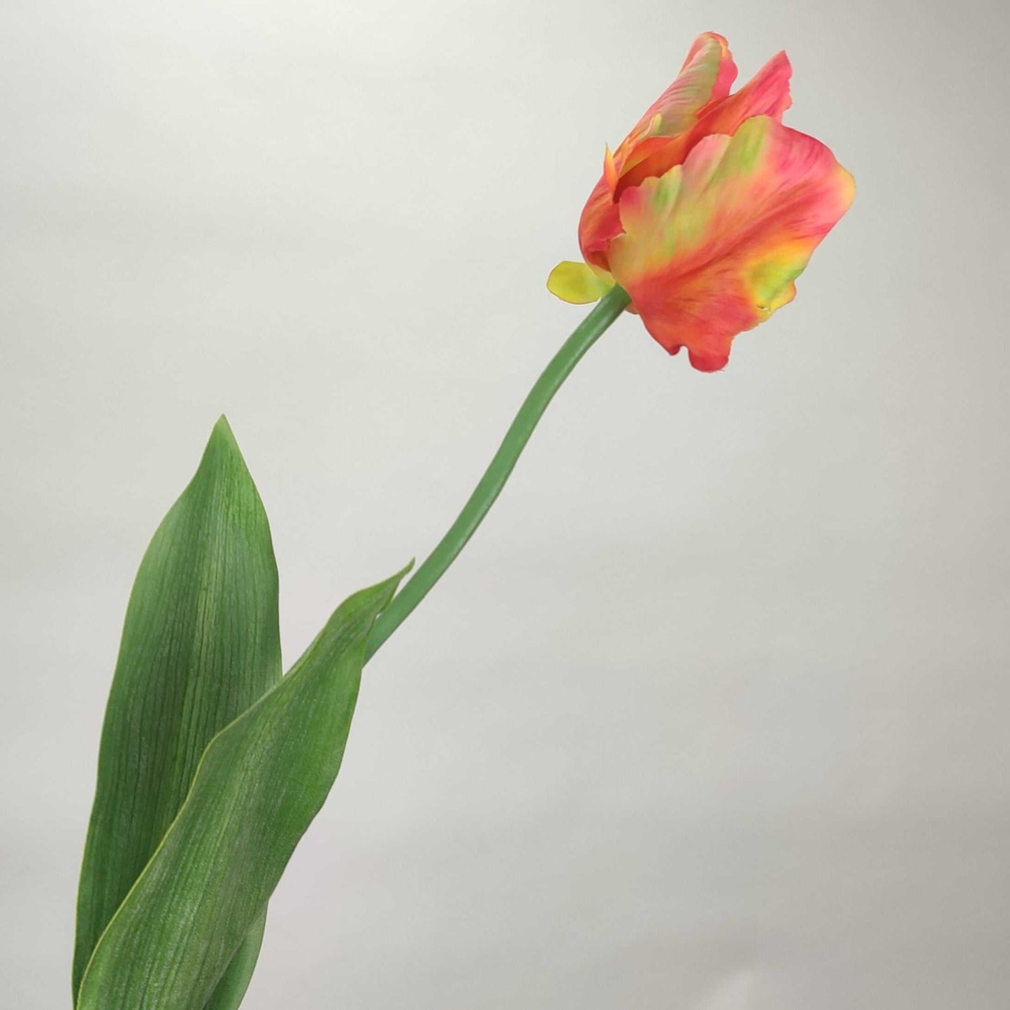 Tulip Pink Yellow 64 cm Single Stems 